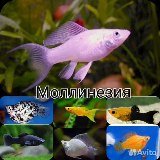 Аквариумные рыбки