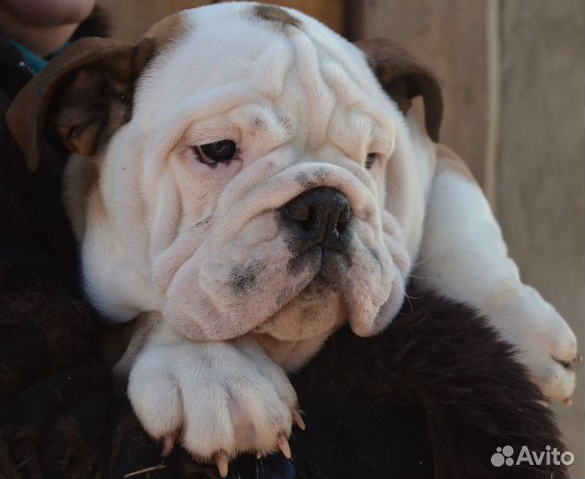 Гостиница для животных. 