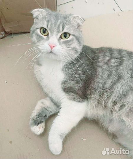 Вислоухий котик