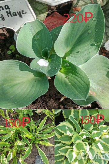 Многолетние садовые растения