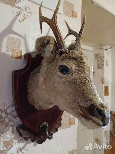 Чучело головы оленя