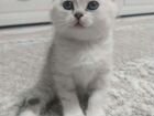 Британская короткошерстная кошка