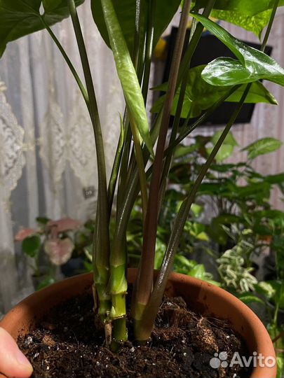 Сингониум panda