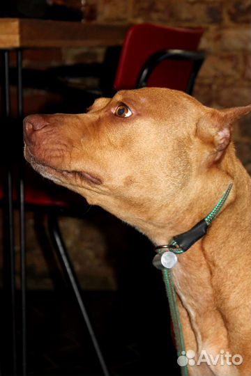 Питбультерьер