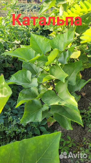 Декоративные растения