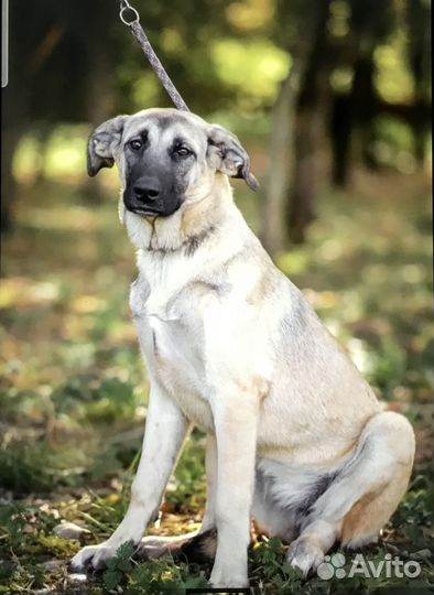 Маленькая большая Люся ищет дом