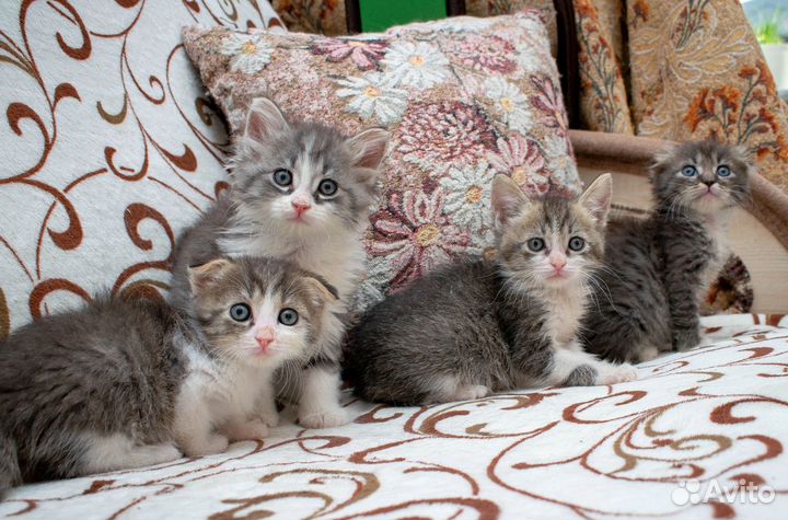 Котята, котенок