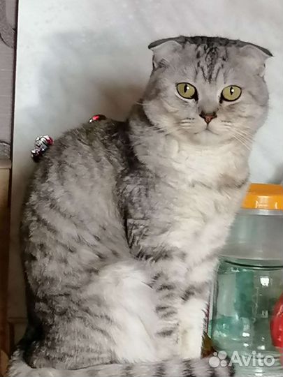 Шотландский кот вязка