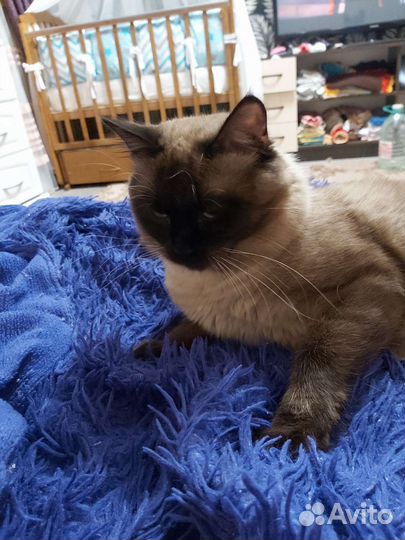 Британский кот для вязки