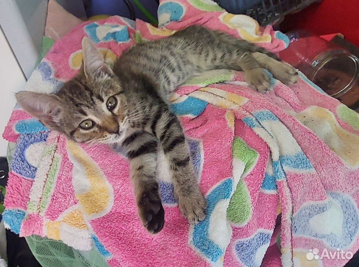 Британские котята