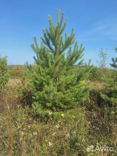 Сосна обыкновенная