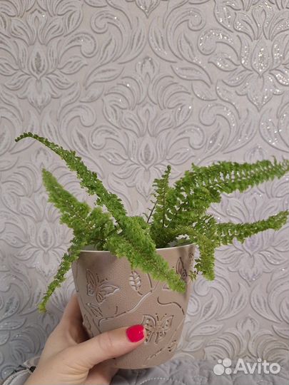 Папоротник комнатный