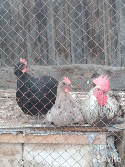 Инкубационое яйцо кур Сильверудд Блу, петушки