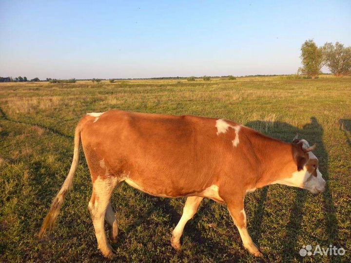 Телки Коровы