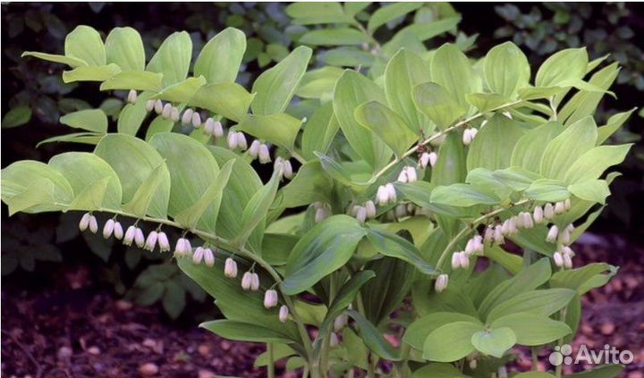 Многолетники, молочай кипарисовый, купена