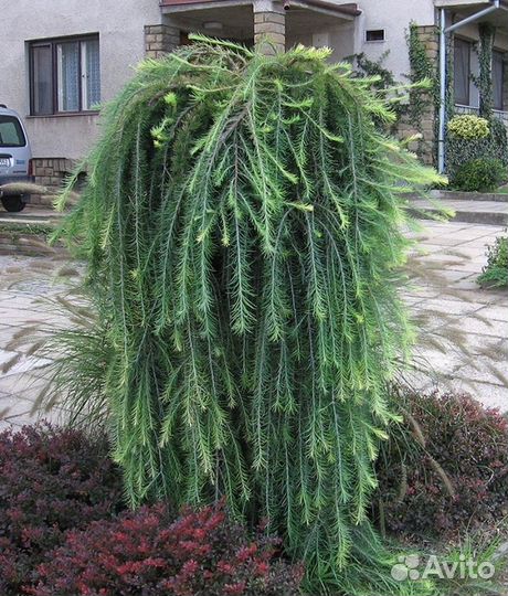 Лиственница Pendula штамб 150- 160см