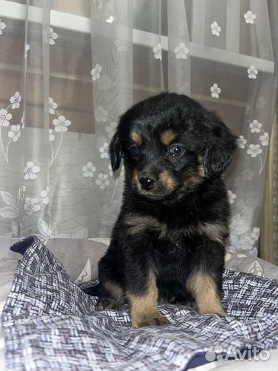 Отдам щенков в добрые руки бесплатно