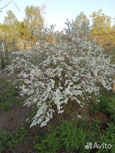 Многолетние цветы и кустарники, разные, много
