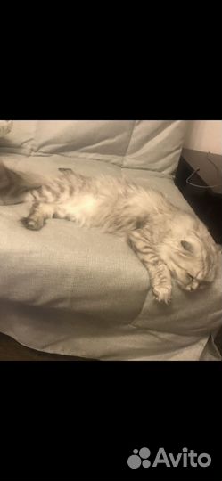 Передержка для кошек и котов