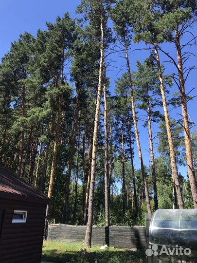 Лес кругляк сосна бесплатно