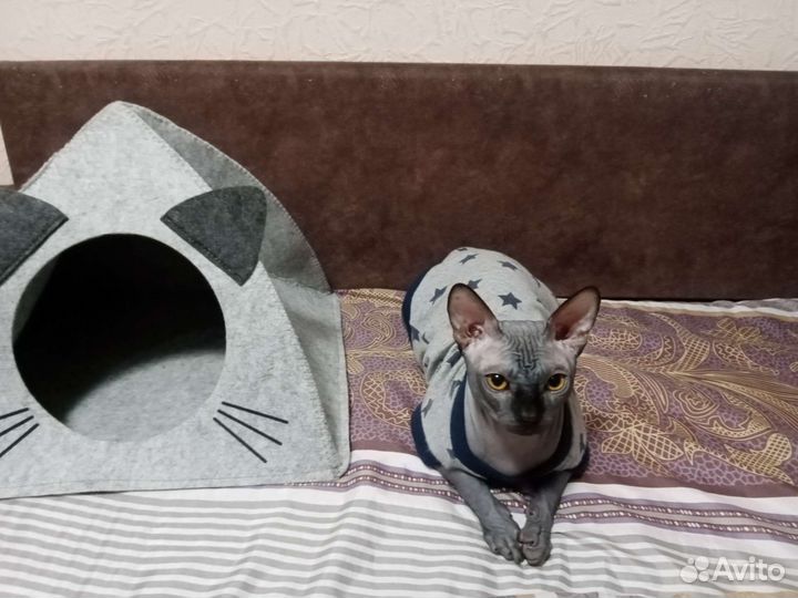 Канадский сфинкс вязка