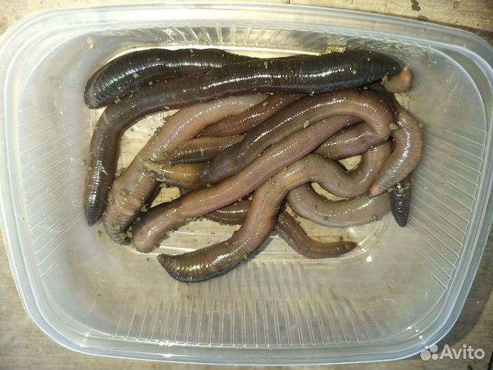 Черви Выползок