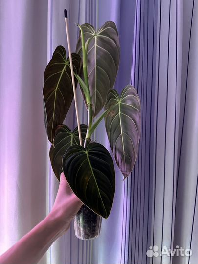 Филодендрон миланохризум