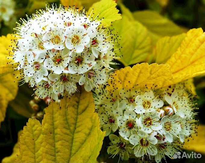 Семена Спиреи Калинолистной 1000+ шт