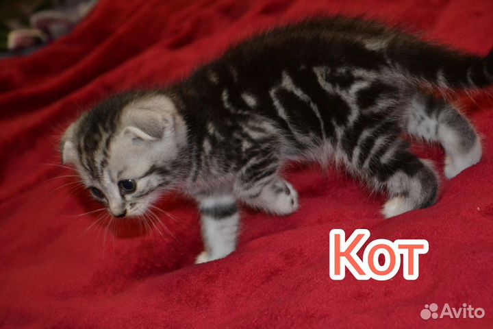 Кошки в добрые руки