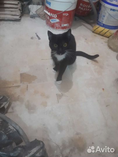 Кошка в дар бесплатно
