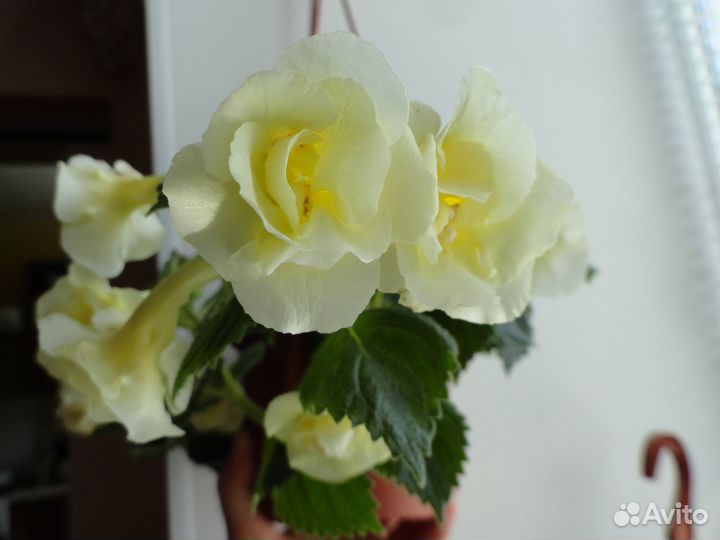 Ризомы ахименесов