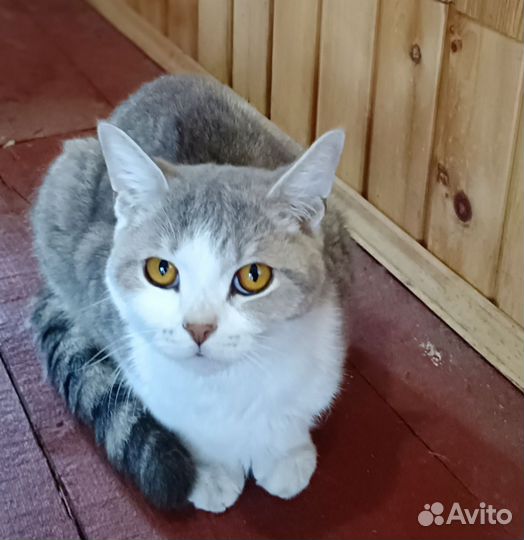 Шотландская кошка