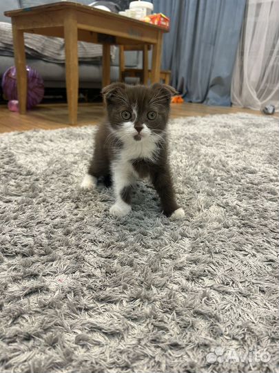 Шоколадочка