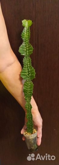 Редкие вариегатные эуфорбии