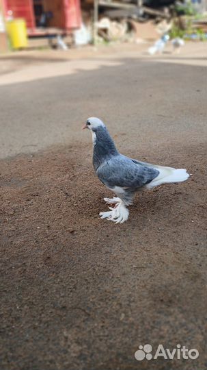 Голубь такла