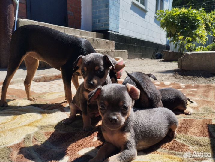 Мини той-терьер