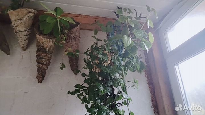 Очень большое кол-во домашних растений