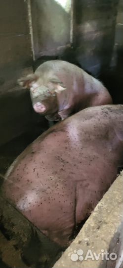 Хряк и свинья