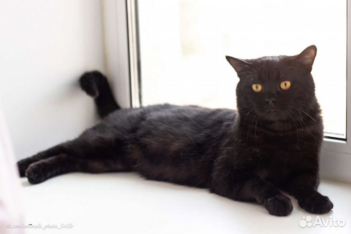 Британская