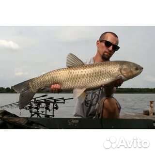 Малёк белый амур Толстолобик карп линь карась вьюн