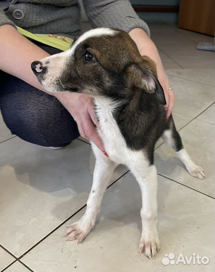 Девочка с розовым носом