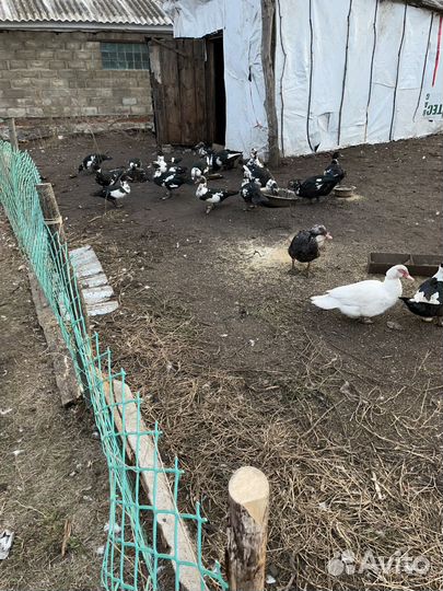 Индоутки домашние