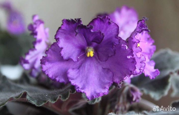 Сортовые фиалки