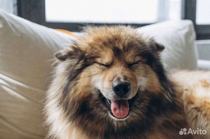 Оленегонная собака в добрые руки