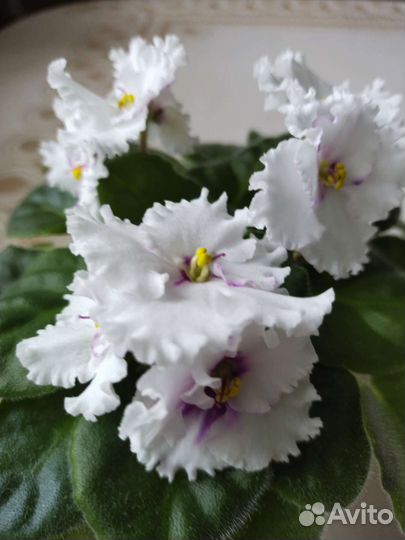 Сортовые фиалки