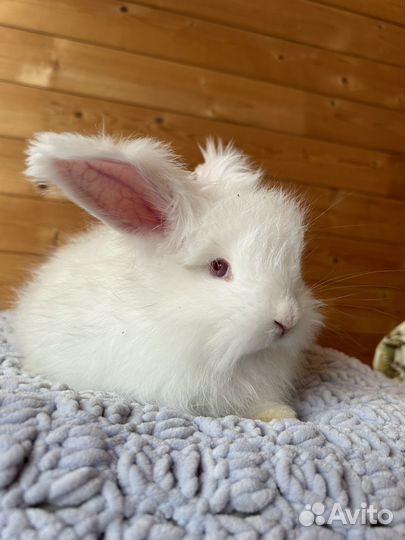 Кролики немецкая ангора