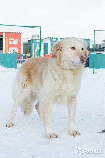 Красивая собачка ищет дом в добрые руки
