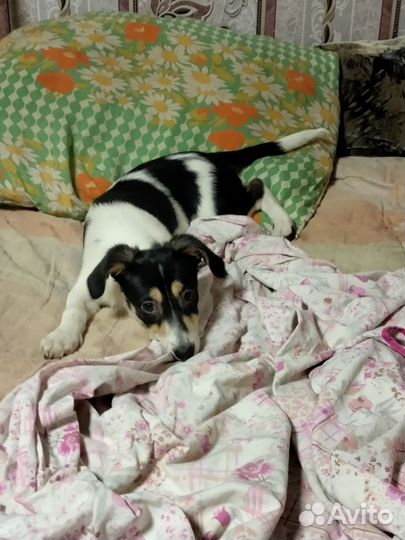 Собаки щенки