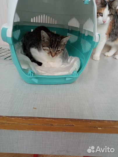 Котенок ищет дом