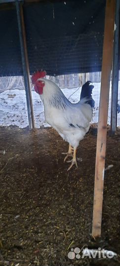Петухи доминант